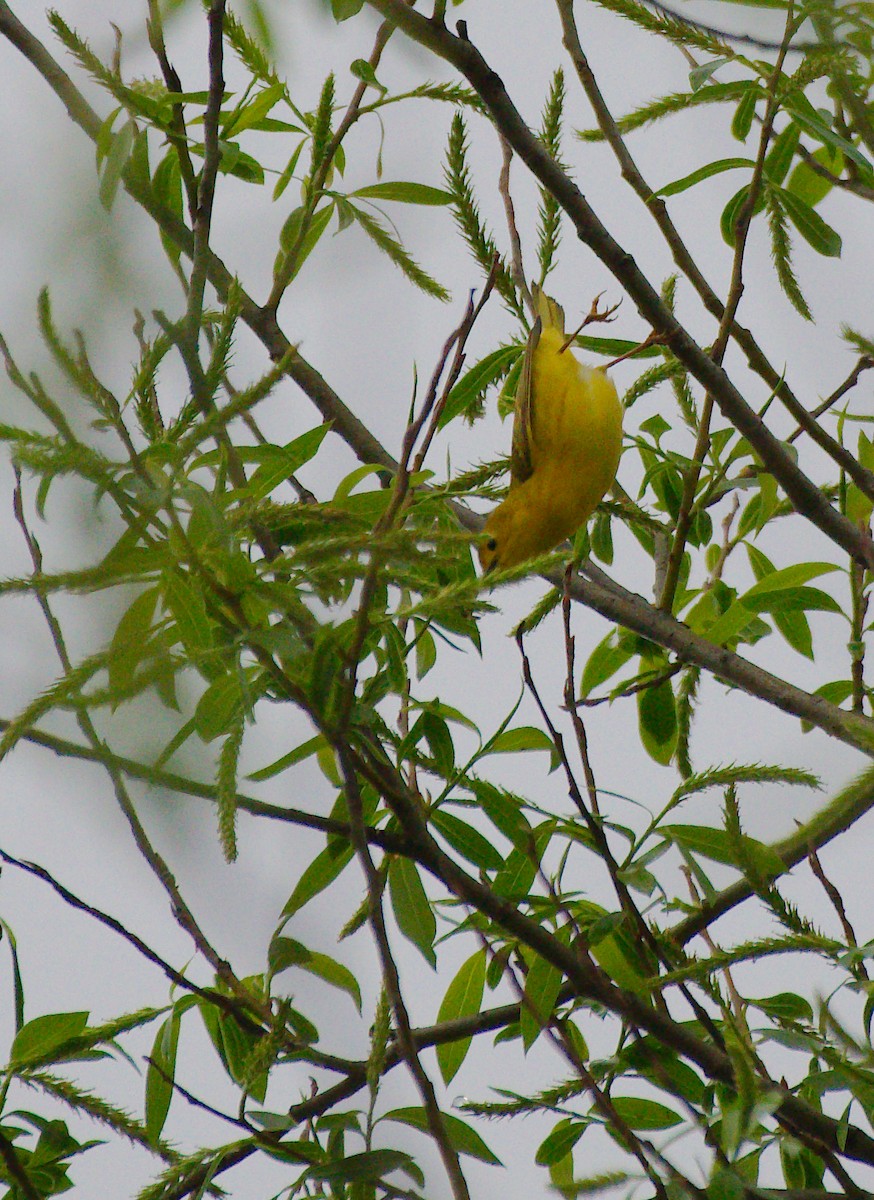 Yellow Warbler - ML618673356