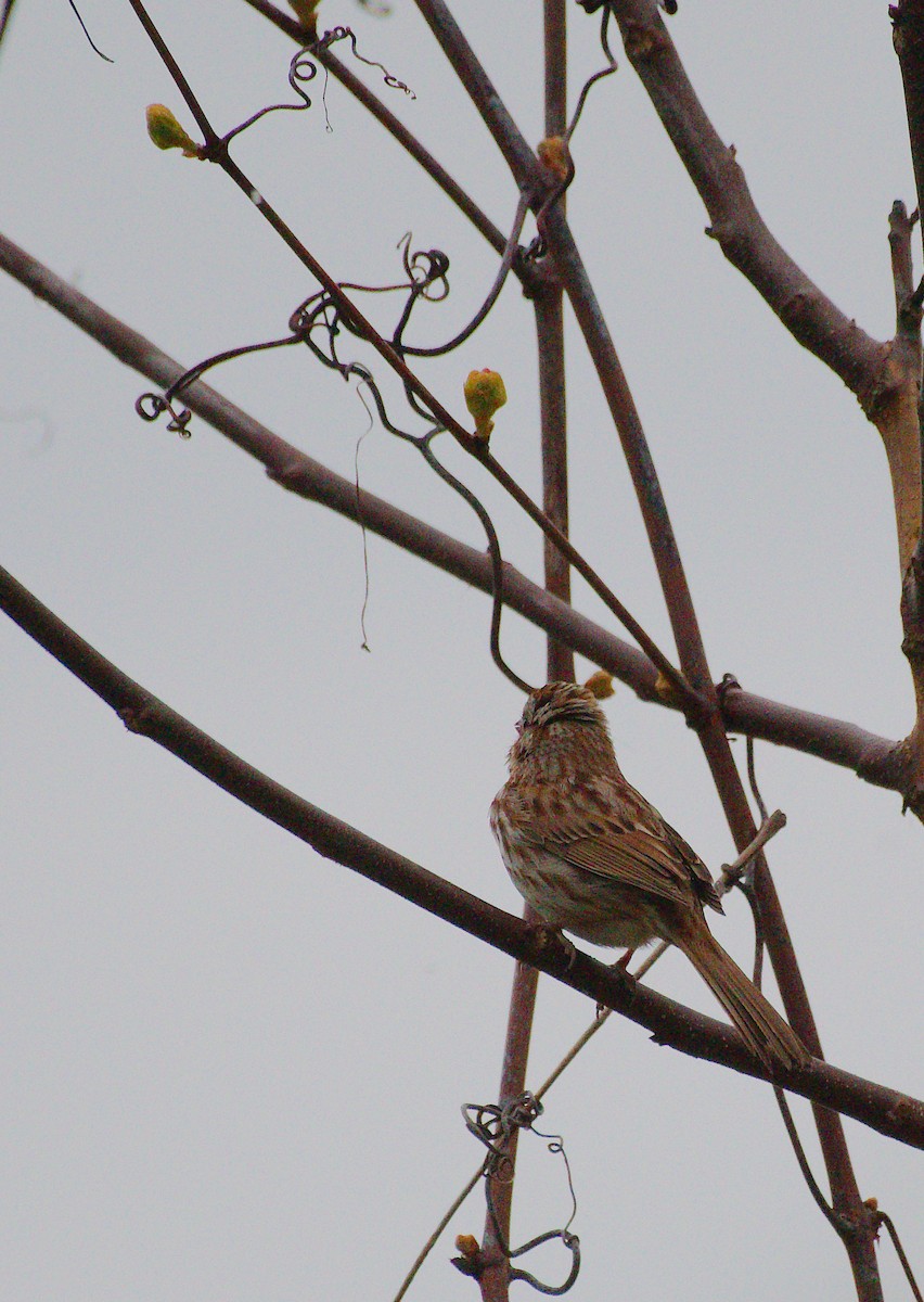 Song Sparrow - ML618673372