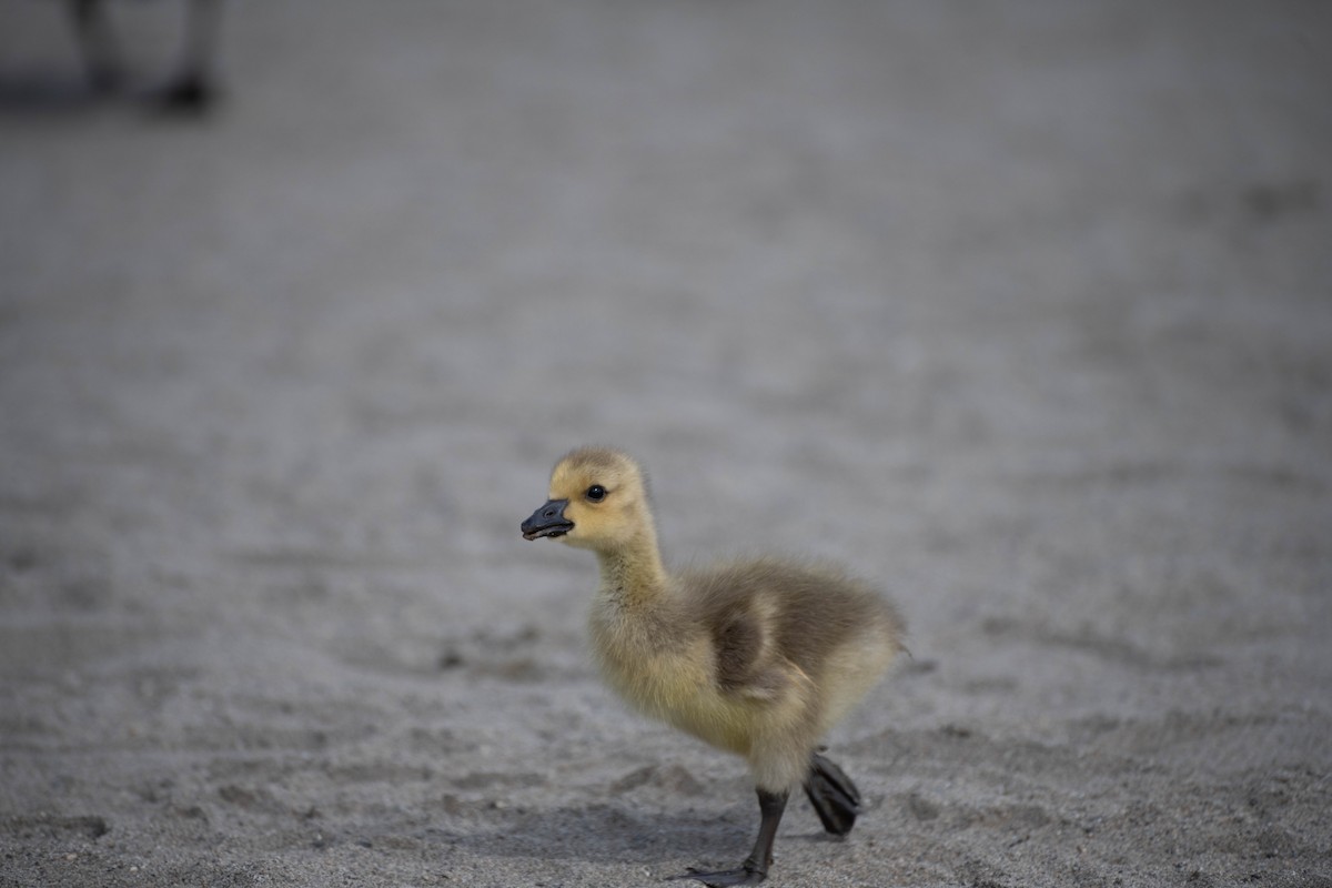 Canada Goose - ML618673387