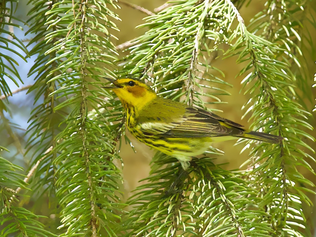 Cape May Warbler - ML618673407