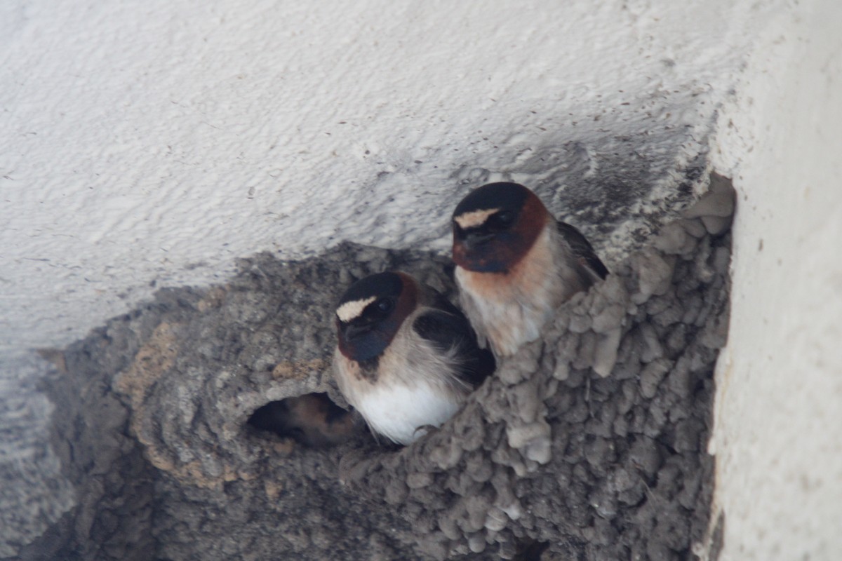 Cliff Swallow - Tess Branklin