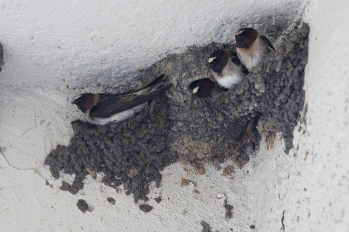 Cliff Swallow - Tess Branklin