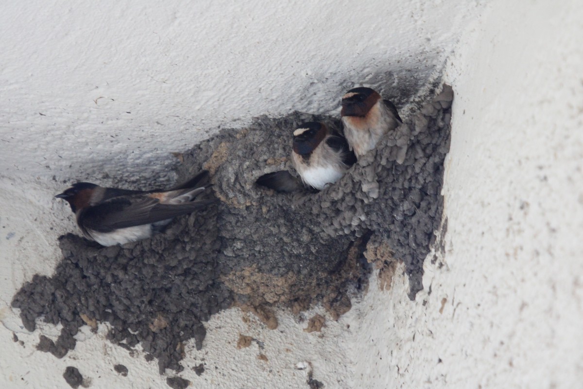 Cliff Swallow - Tess Branklin