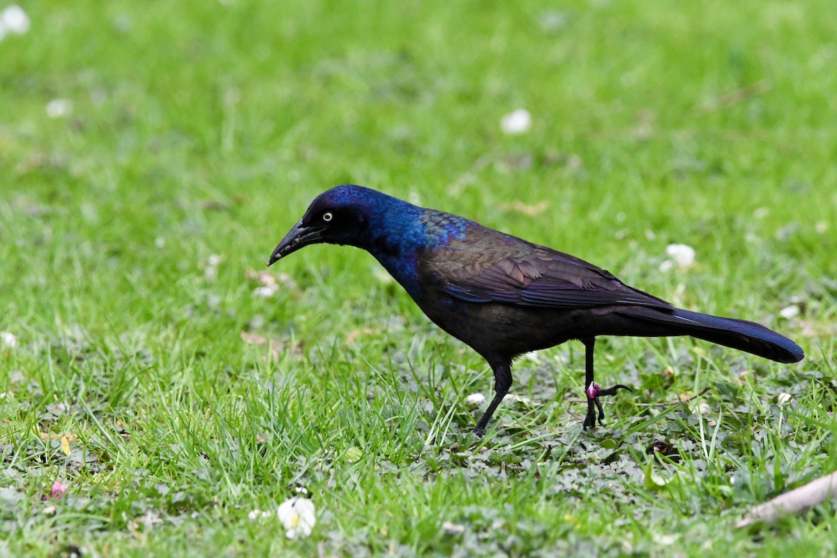 Common Grackle - Dan O'Brien