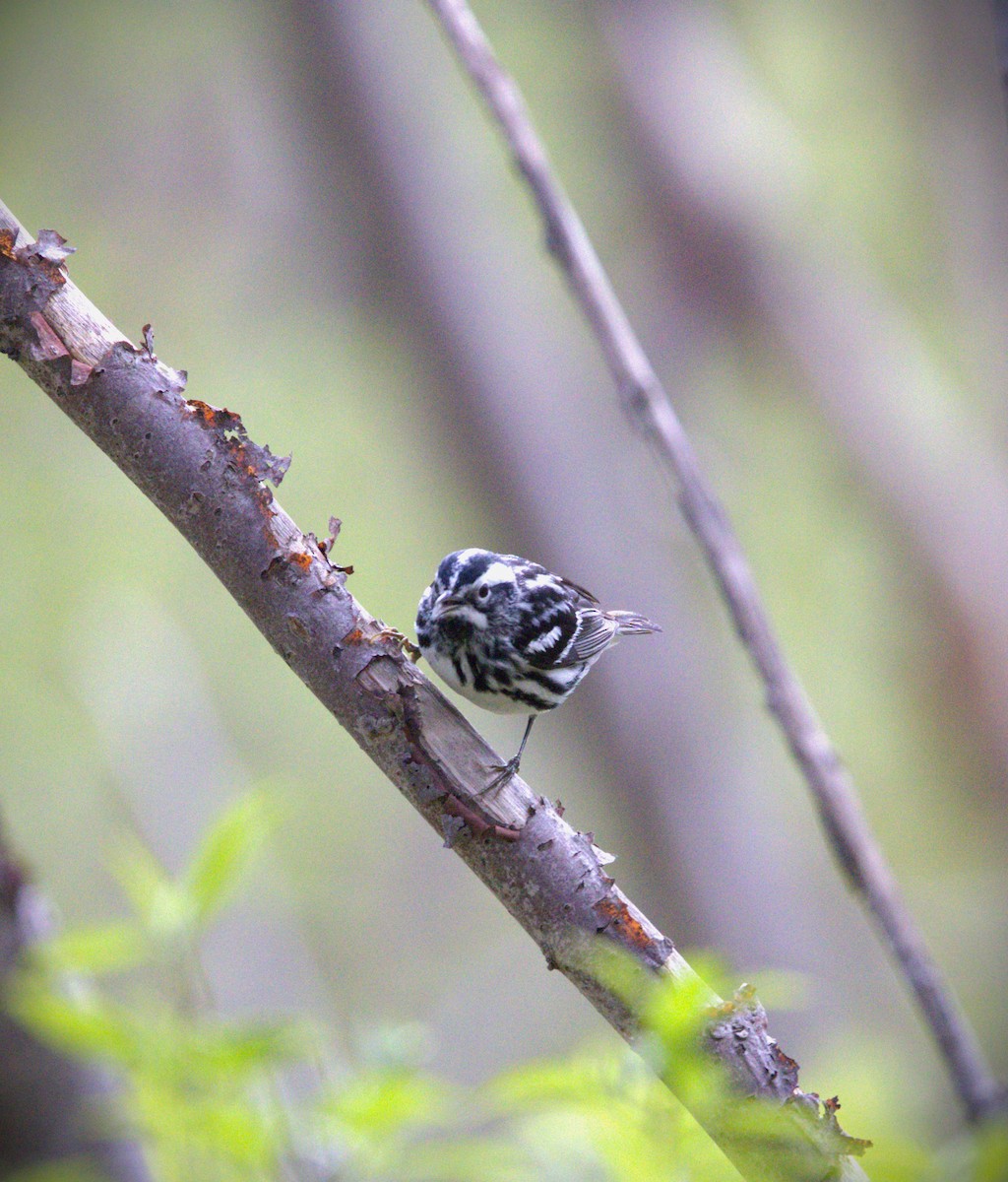 Black-and-white Warbler - Nelli Savelieva