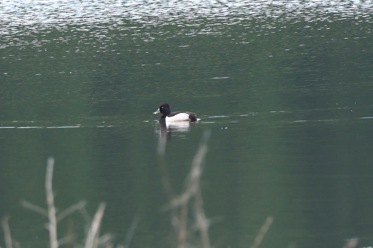 Ring-necked Duck - ML618673471