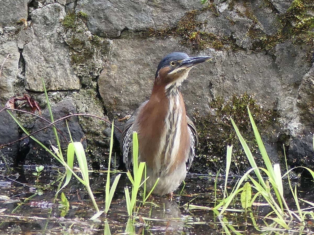 Green Heron - ML618673498