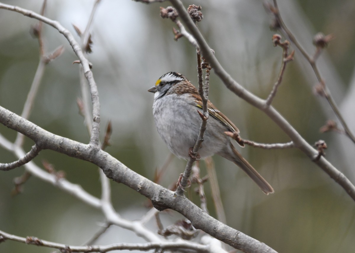White-throated Sparrow - Doug Maxwell