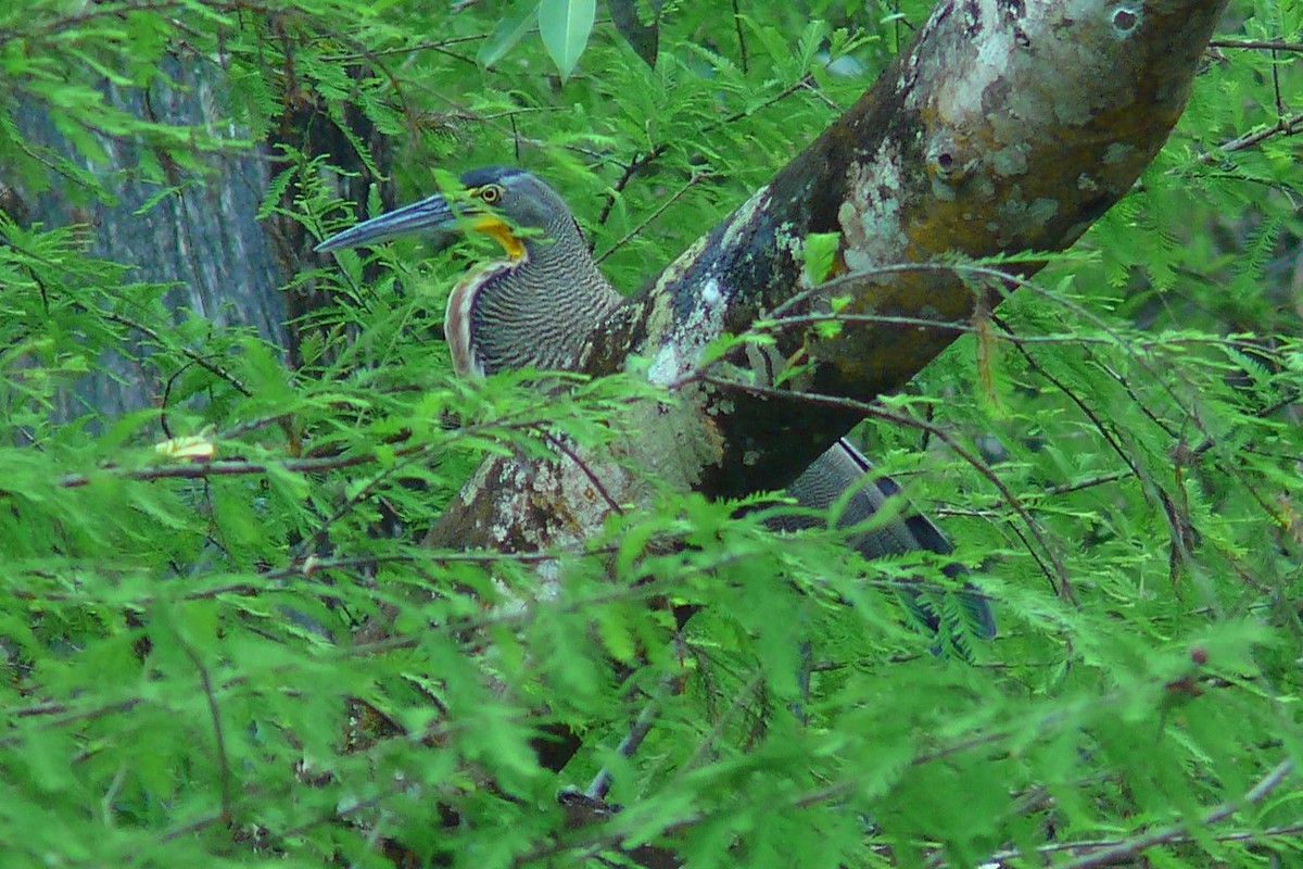 Bare-throated Tiger-Heron - ML618673544