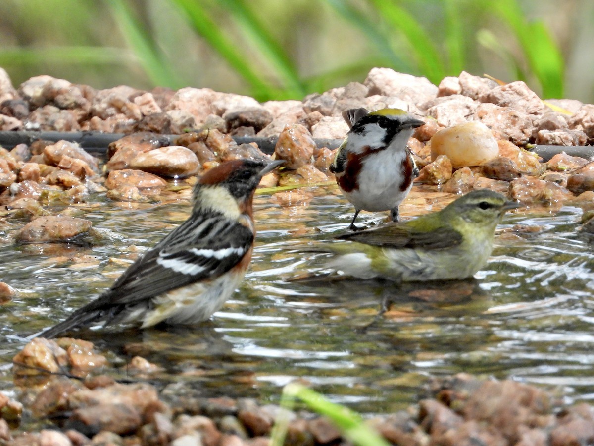 Chestnut-sided Warbler - ML618673545