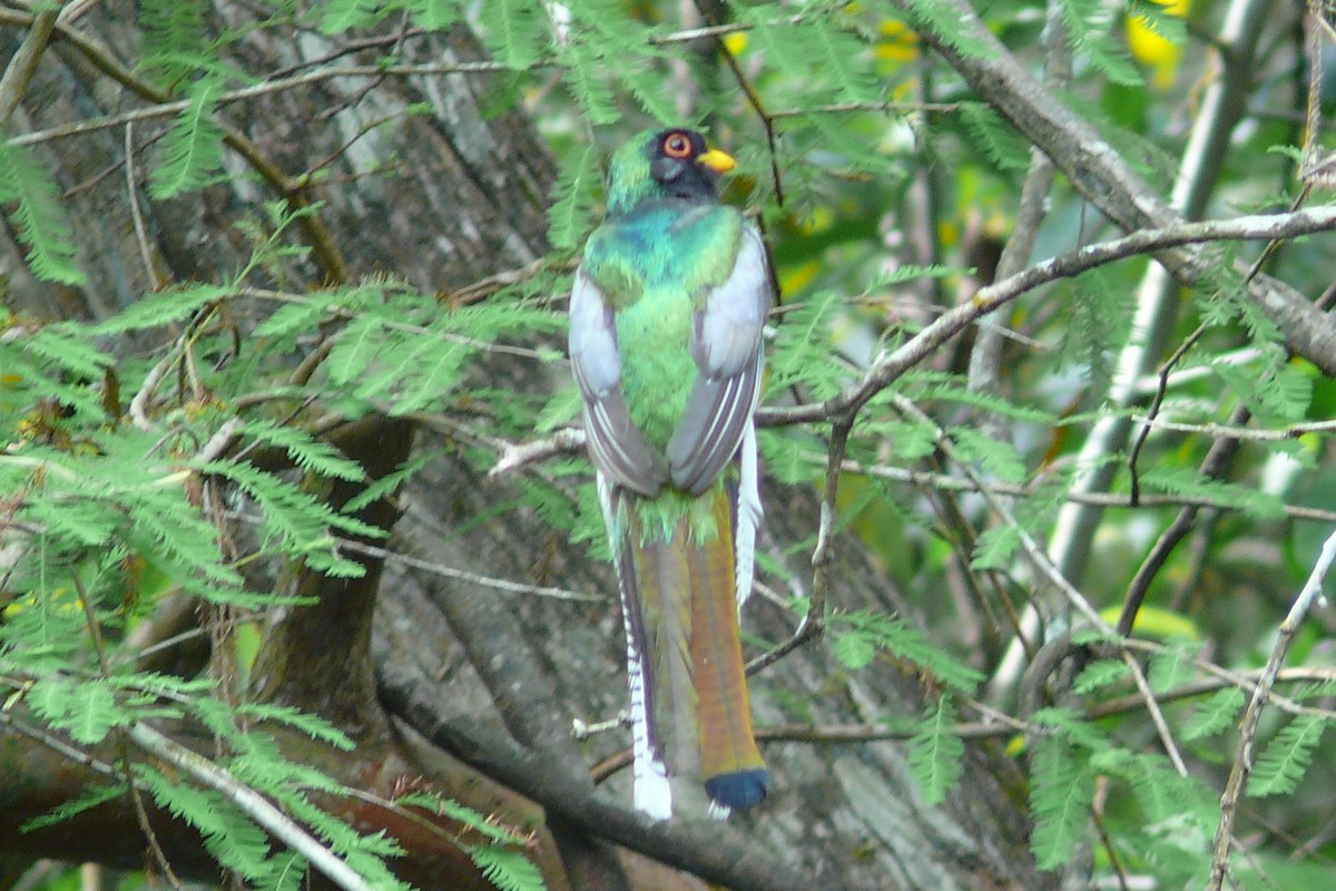 Elegant Trogon - ML618673560