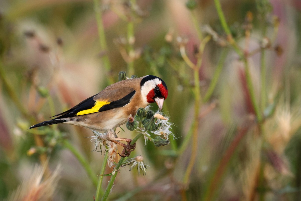 European Goldfinch - ML618673587