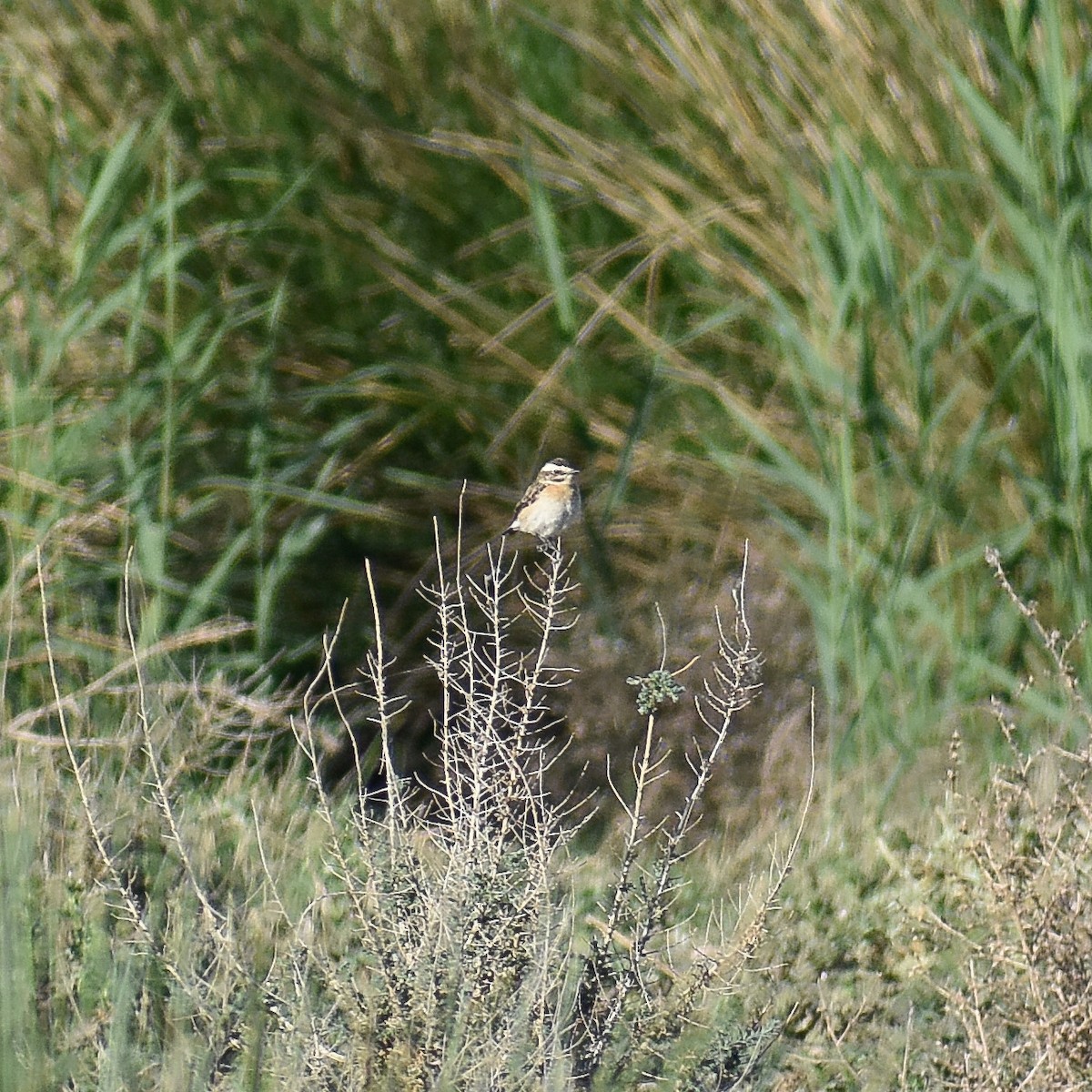 Whinchat - ML618673596