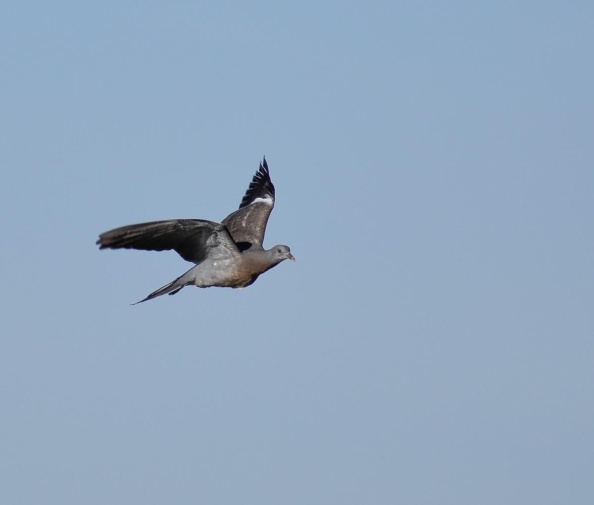 Common Wood-Pigeon - ML618673606