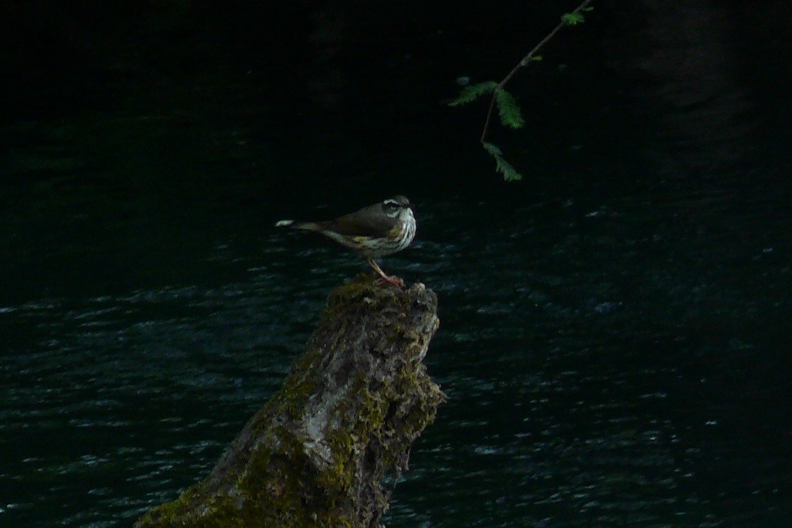 Louisiana Waterthrush - ML618673624