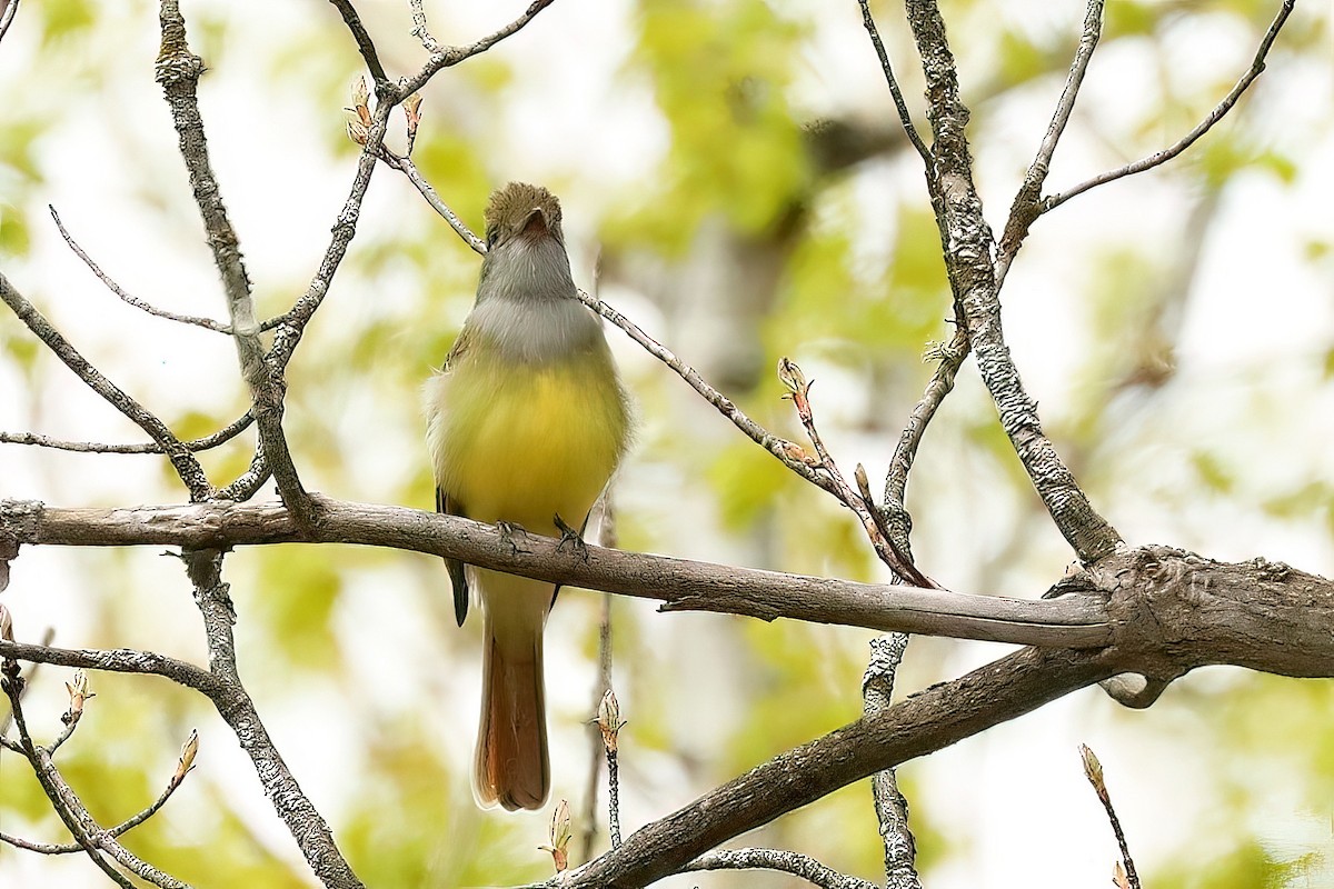 Great Crested Flycatcher - ML618673627