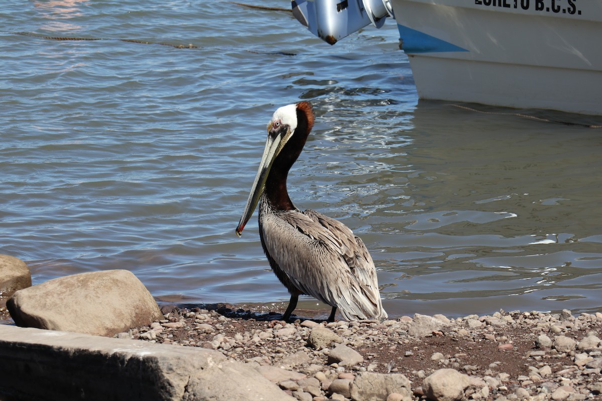 pelikán hnědý - ML618673635