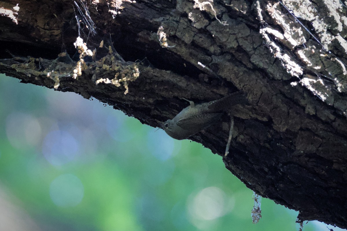 House Wren - ML618673636