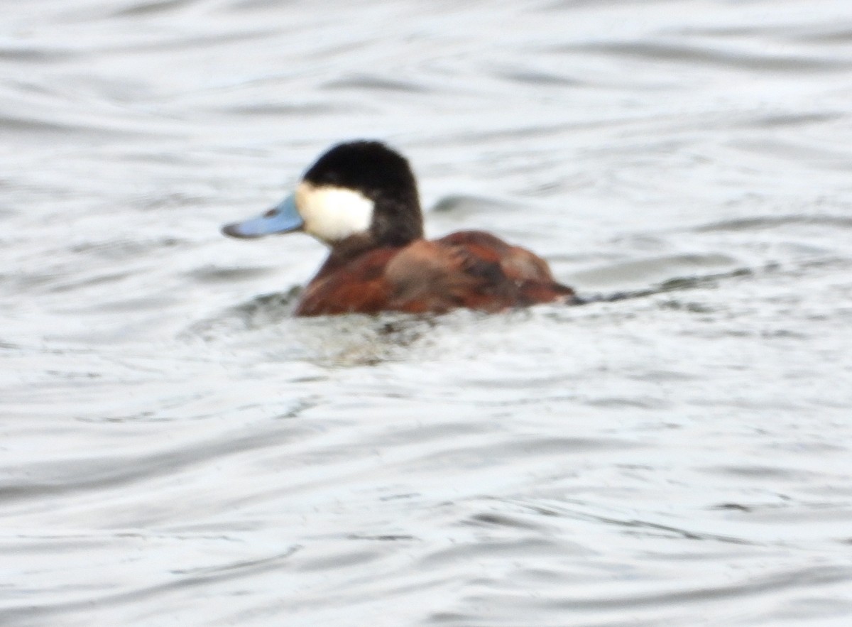 Ruddy Duck - John Grossa