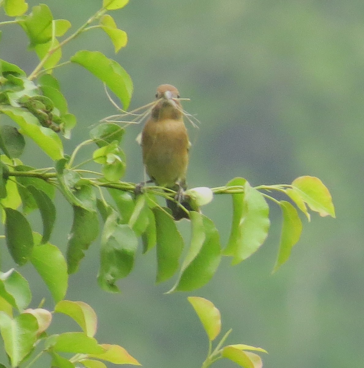 Blue Grosbeak - ML618673652