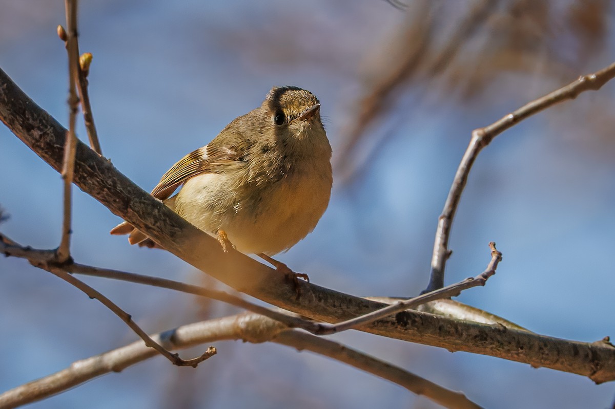 Ruby-crowned Kinglet - ML618673667