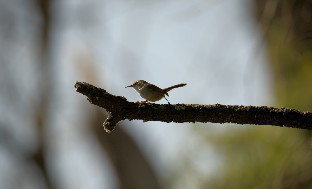 Bewick's Wren - ML618673670