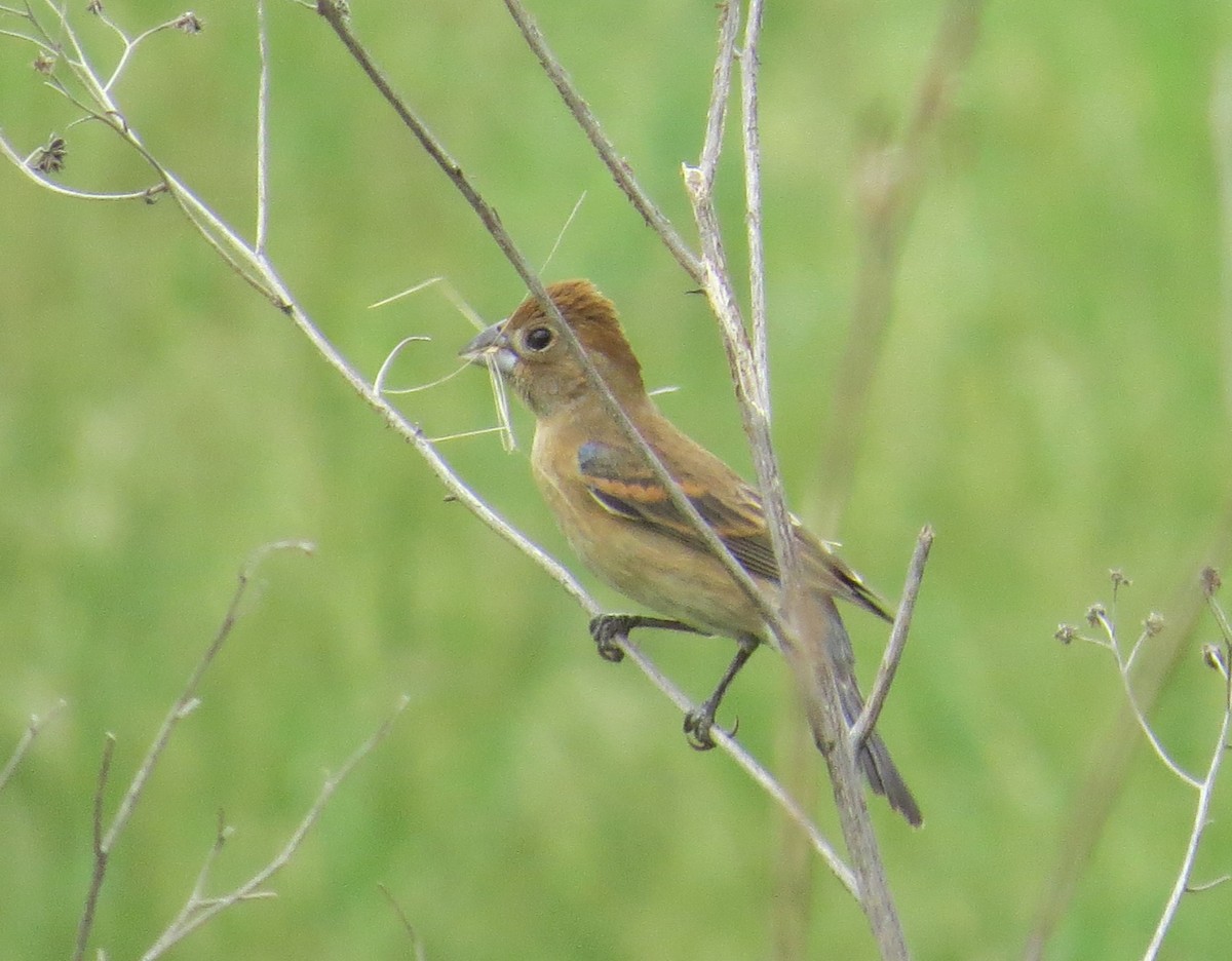 Blue Grosbeak - ML618673673