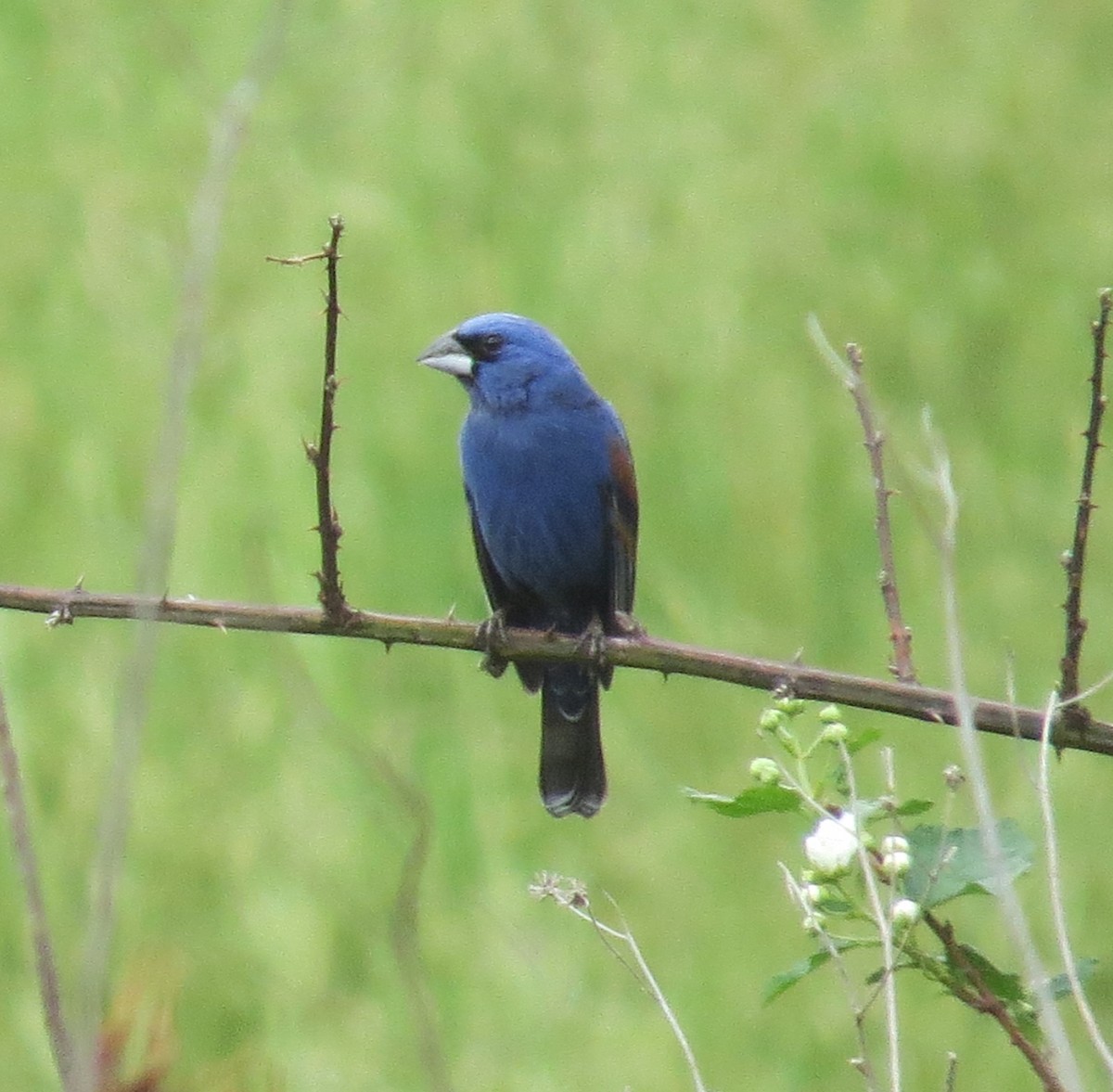 ルリイカル - ML618673689