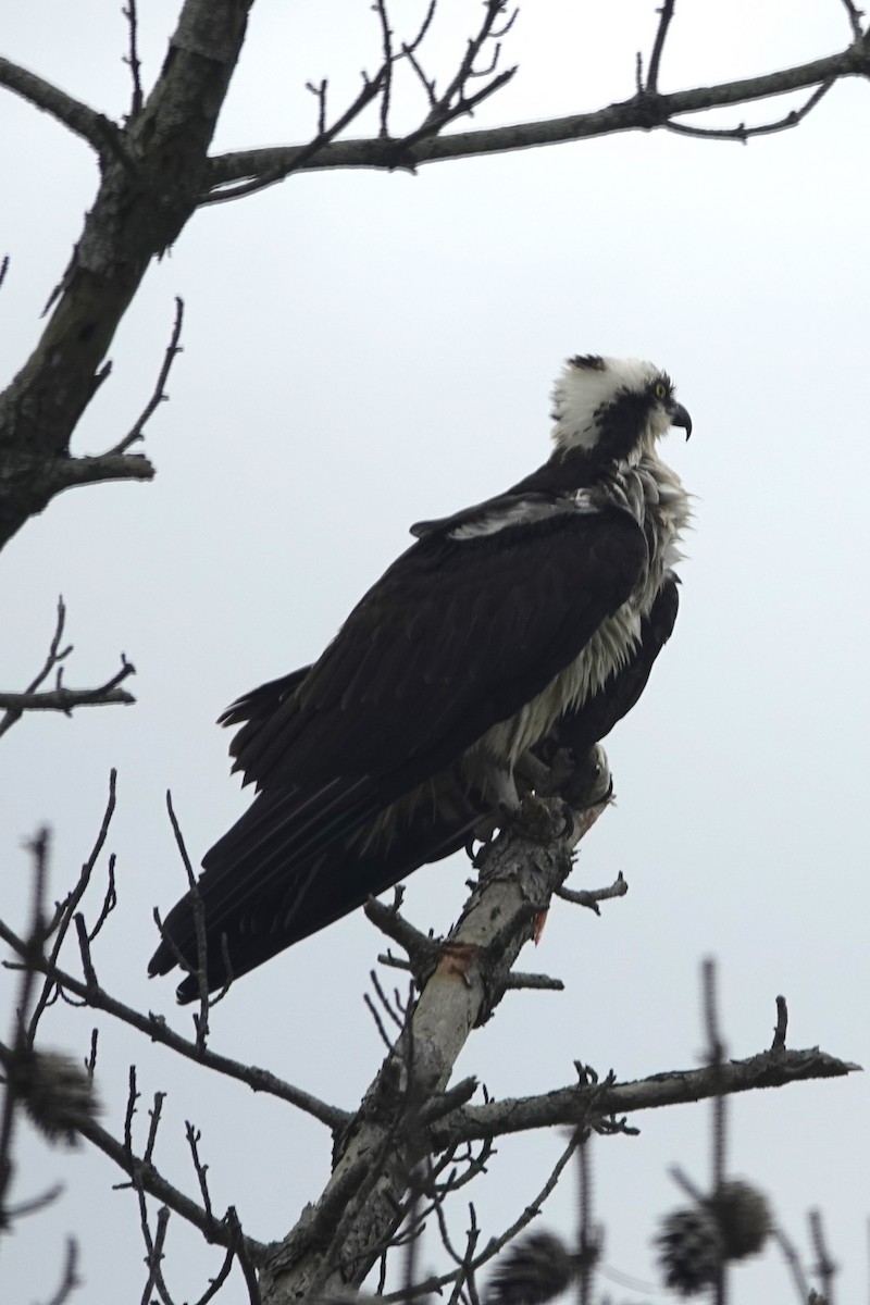 Osprey - ML618673702