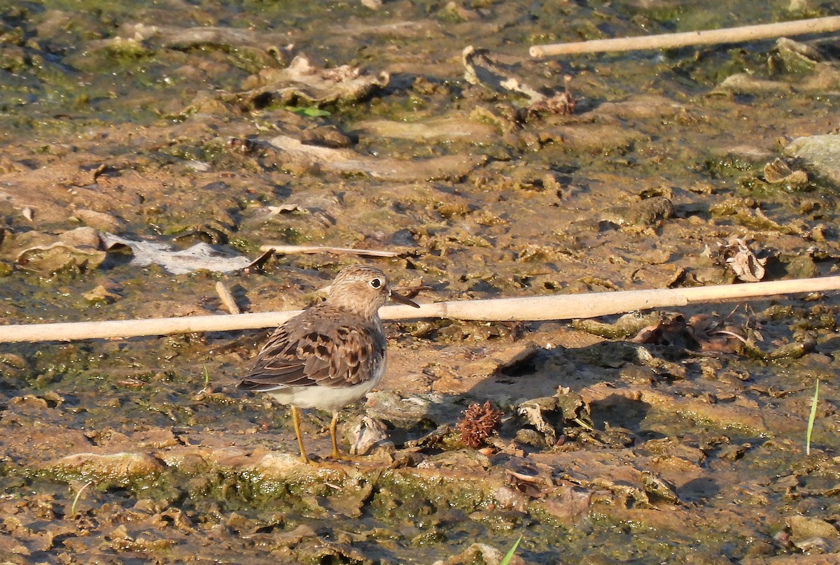 Temminck's Stint - ML618673731