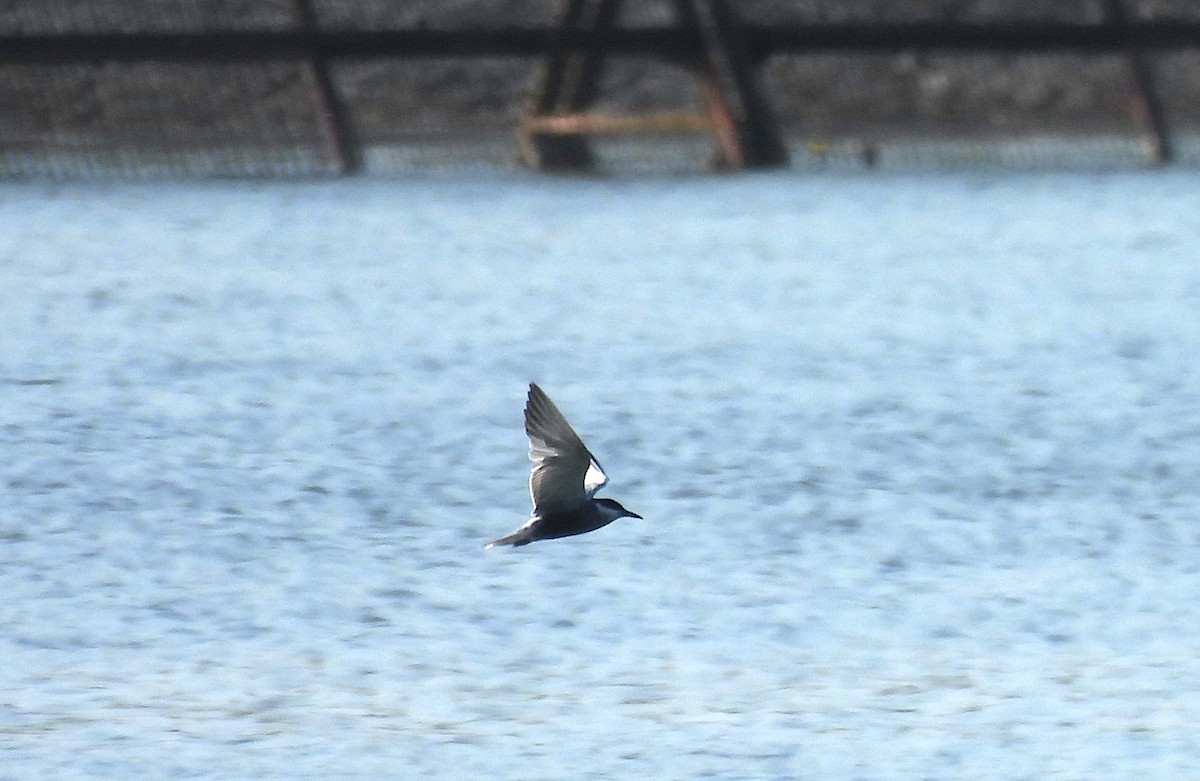 Whiskered Tern - ML618673741