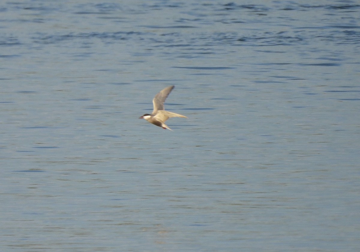 Whiskered Tern - Mike Vlasatý