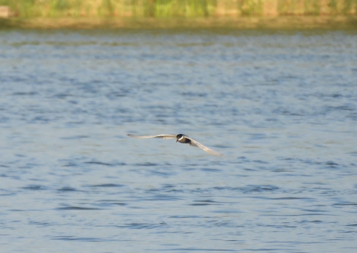 Whiskered Tern - ML618673748