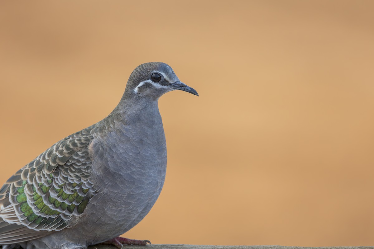 Common Bronzewing - ML618673761