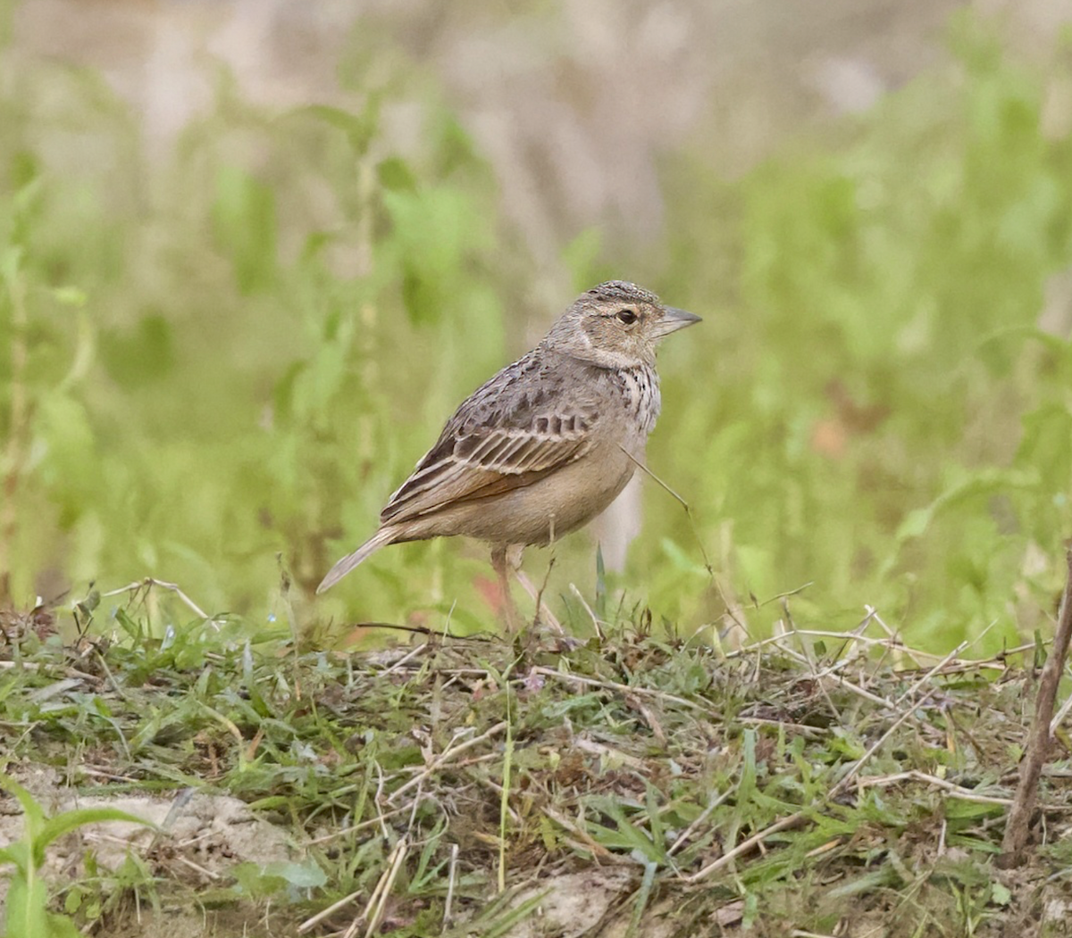 Bengal Bushlark - ML618673762