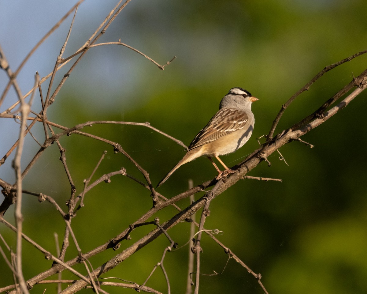 White-crowned Sparrow - Evan Speck