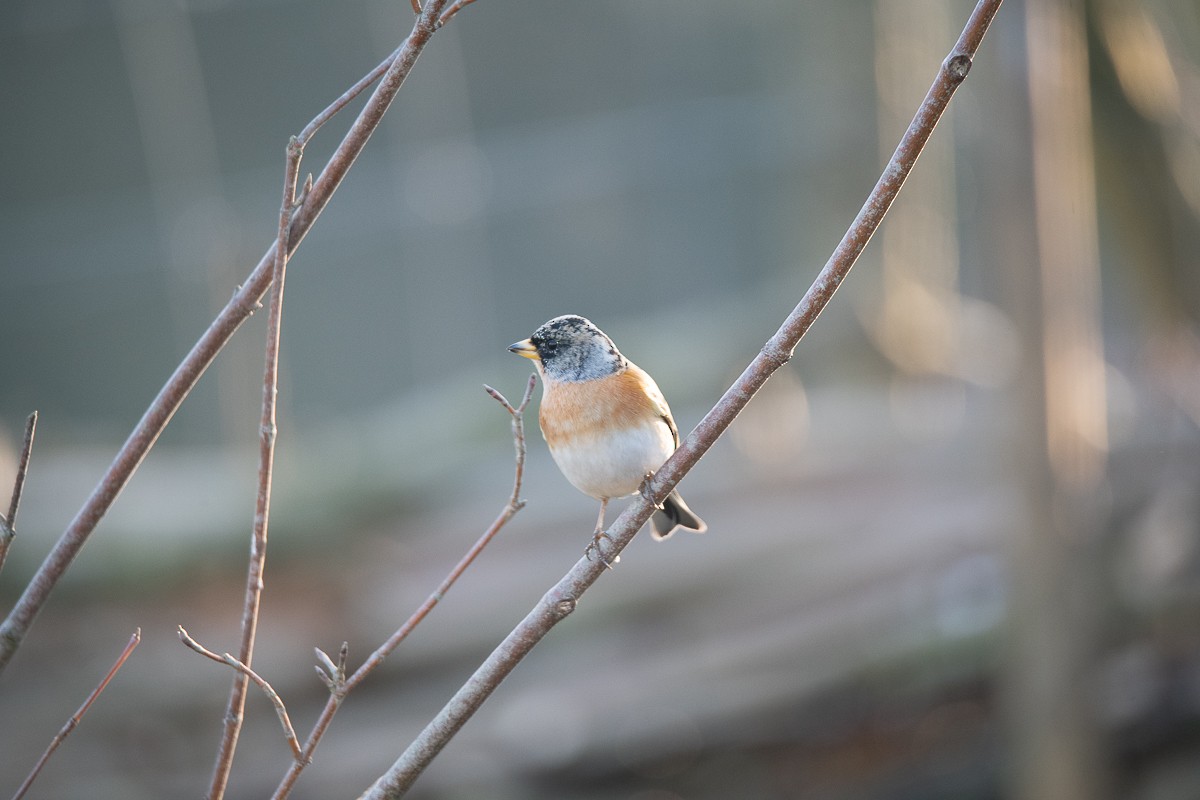 Brambling - Guido Van den Troost