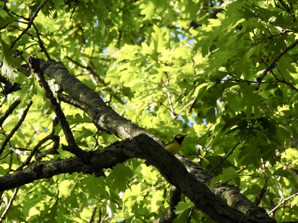 Hooded Warbler - ML618673777