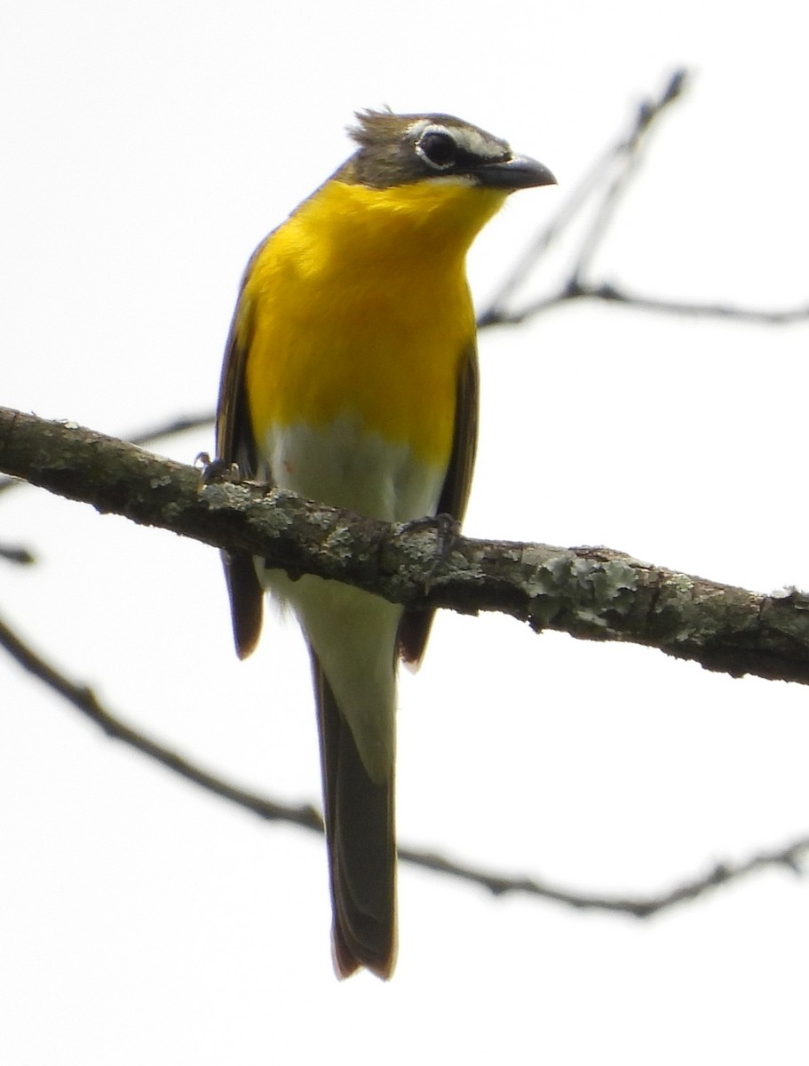 Yellow-breasted Chat - Mike Cianciosi