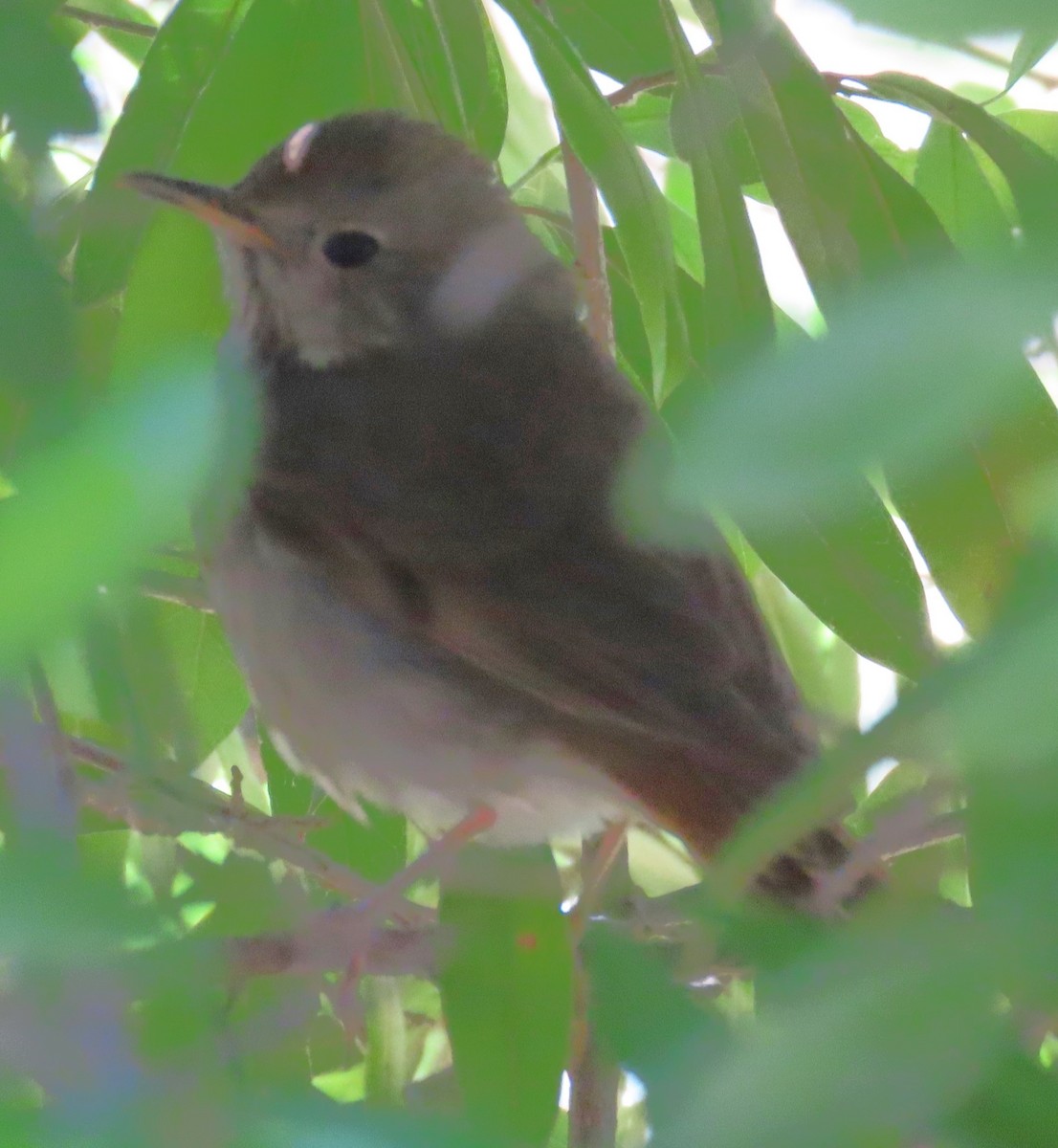 Hermit Thrush - Robin Gurule