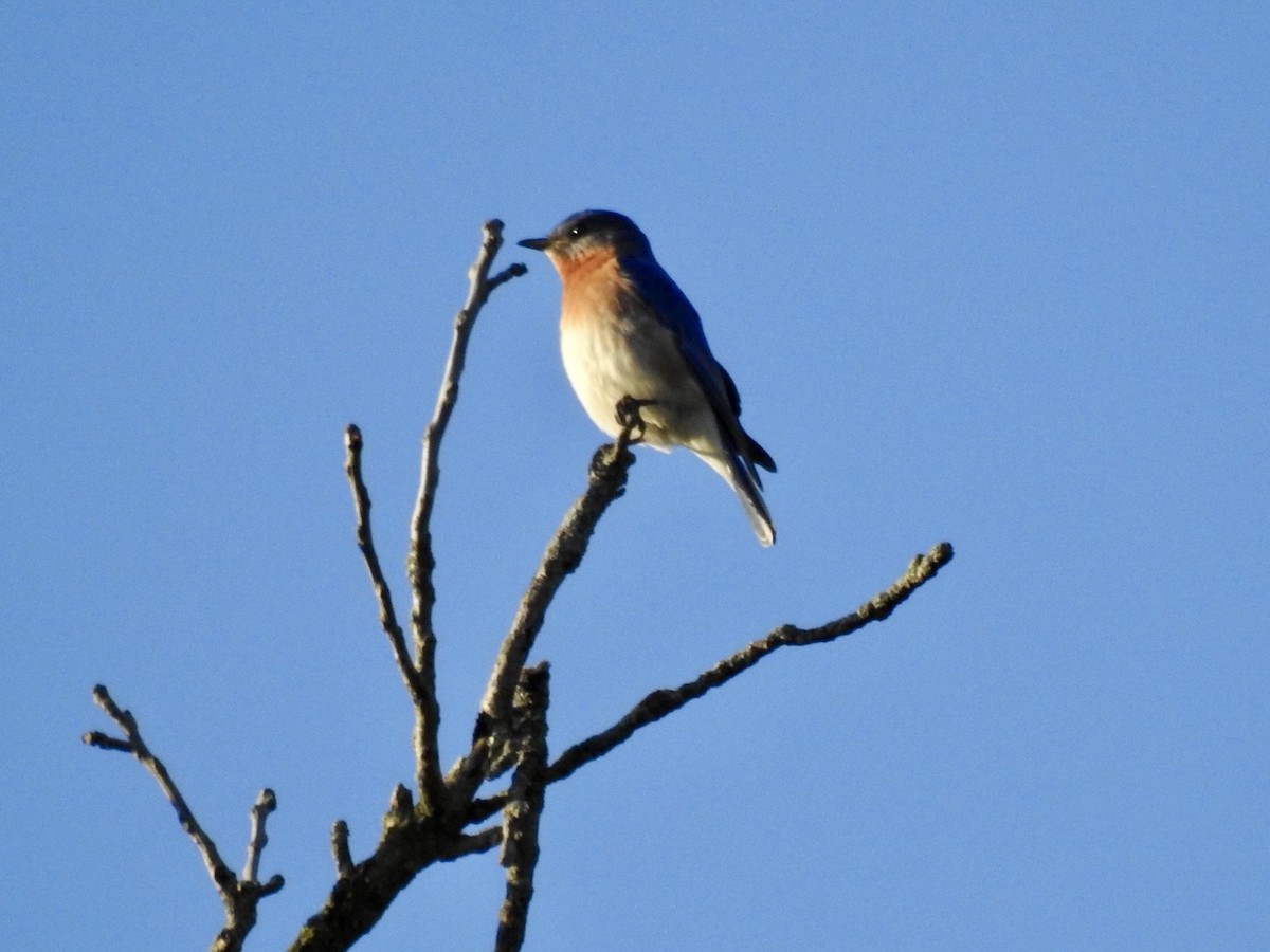 Eastern Bluebird - ML618673809