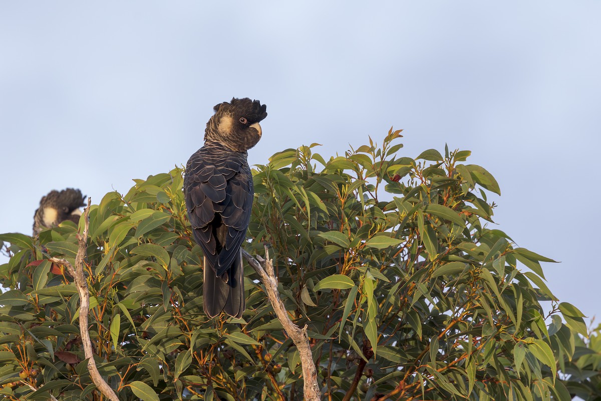 Carnaby's Black-Cockatoo - ML618673814