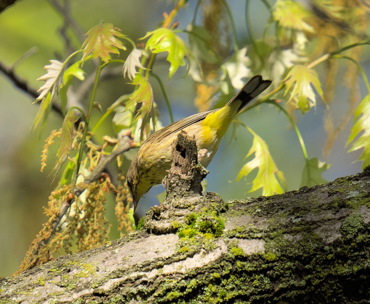 Palm Warbler - Beth McGrath