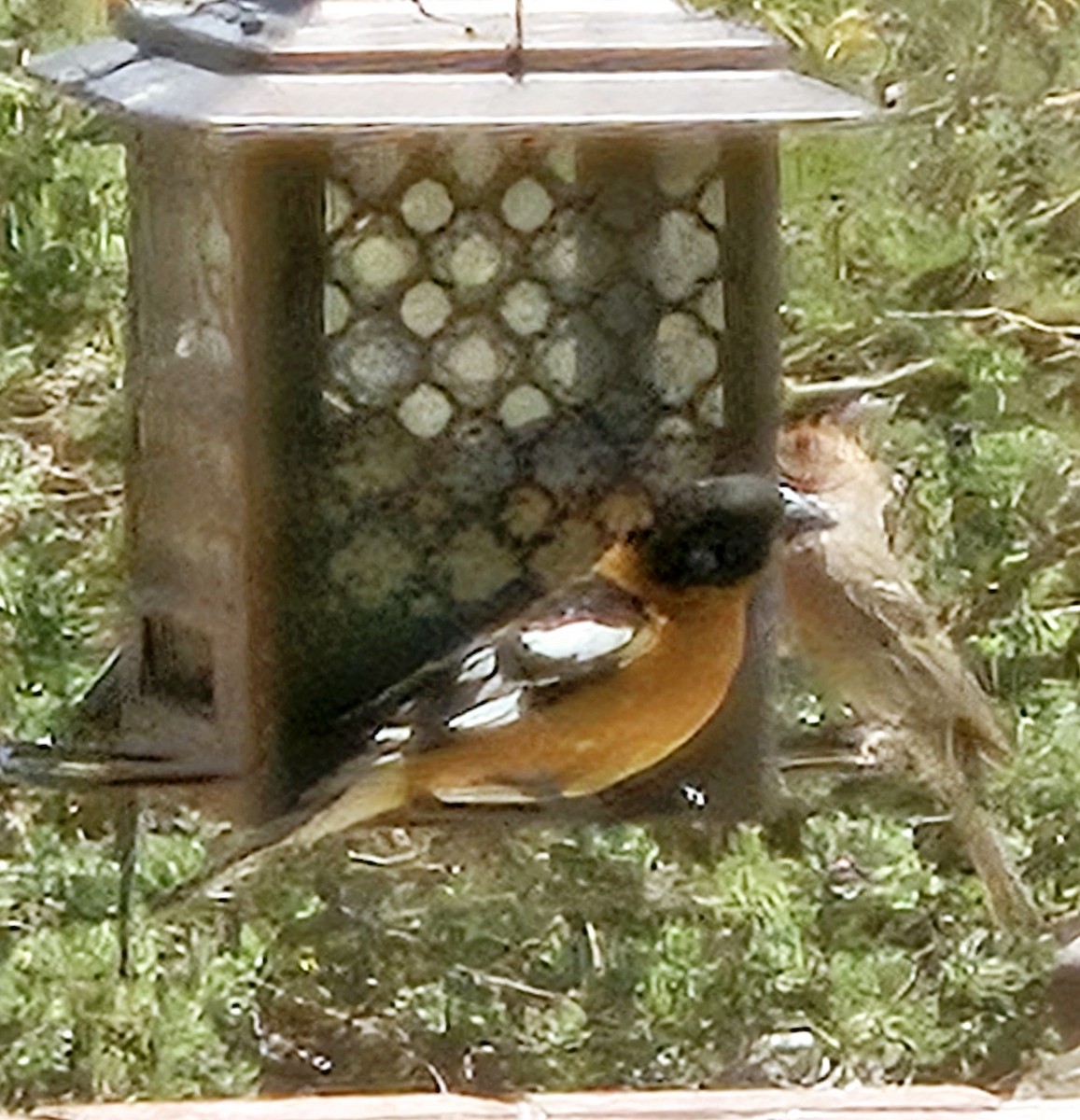Black-headed Grosbeak - ML618673858