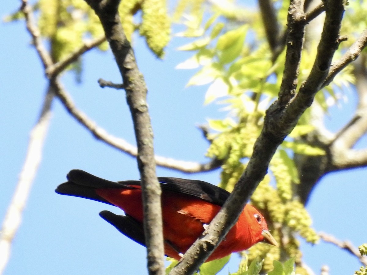 Scarlet Tanager - ML618673862
