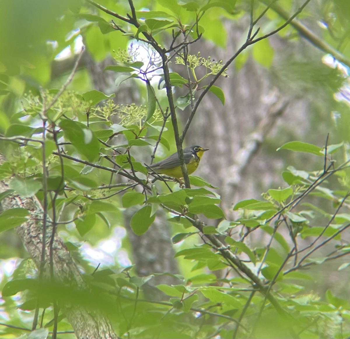 Canada Warbler - ML618673863