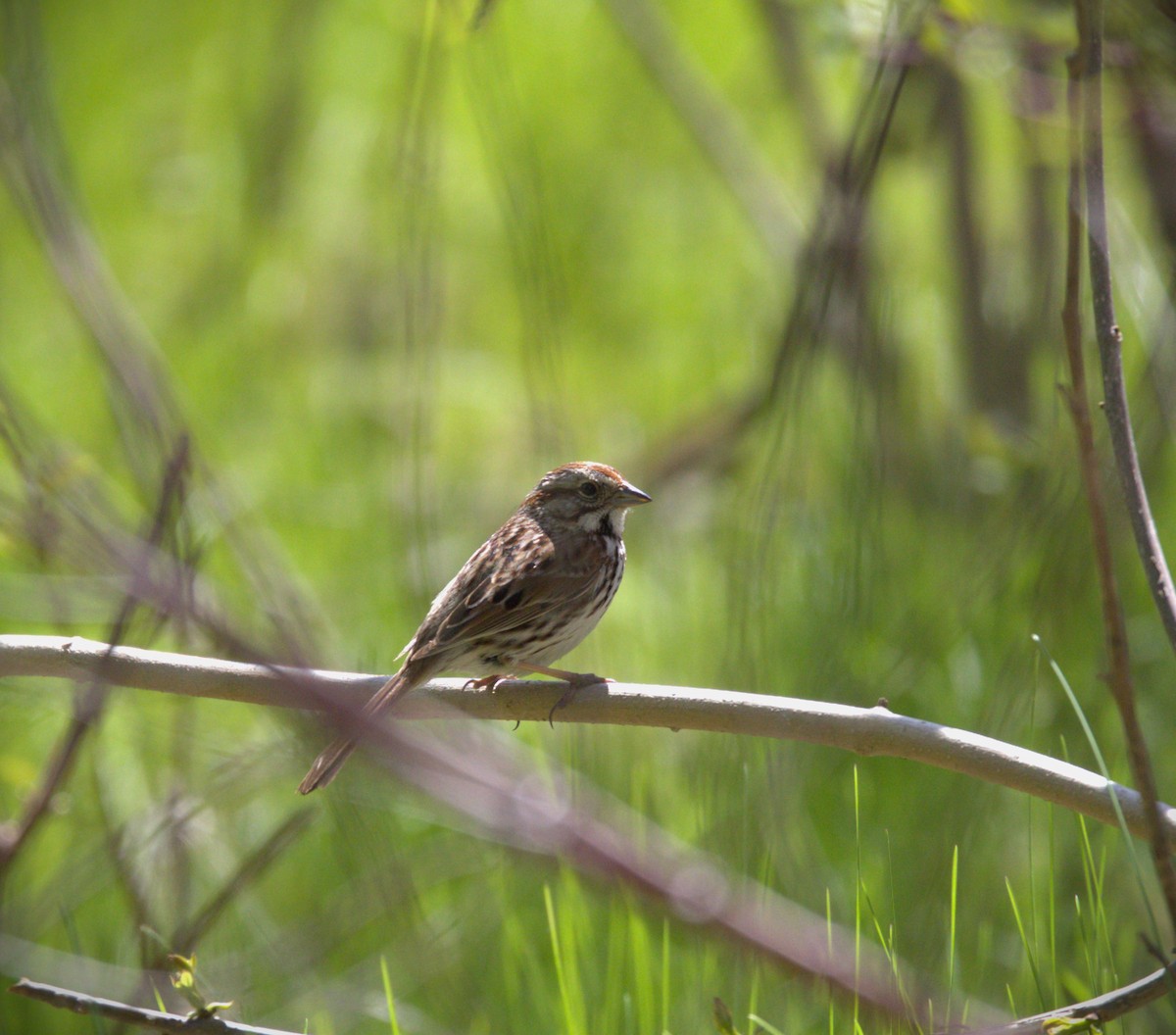 Song Sparrow - Nelli Savelieva