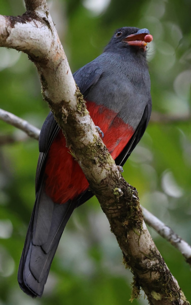 Slaty-tailed Trogon - Sally Veach