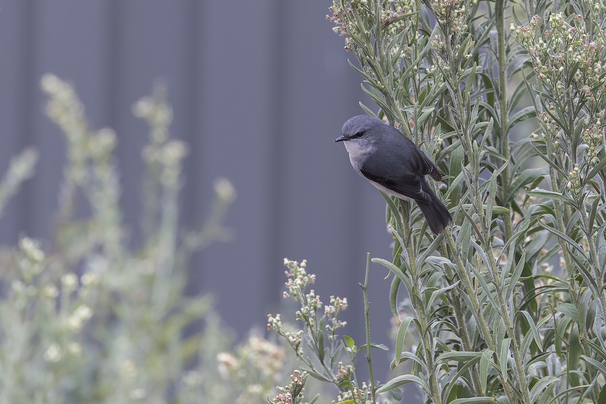 White-breasted Robin - ML618673956