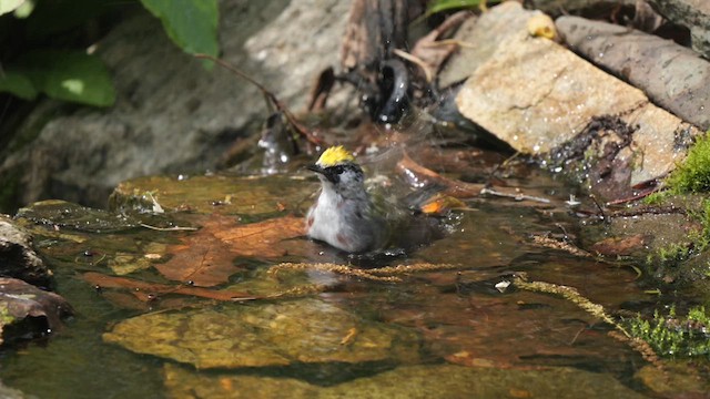 Chestnut-sided Warbler - ML618673961